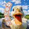 森哥叭叭叭