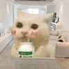 橘橘的猫meme小日记