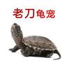老刀龟宠