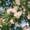 暖阳🌺