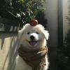 嘿皮大人(永劫无间)