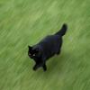 黑猫话吧