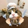 宠物绘本🐾