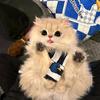小悠养猫
