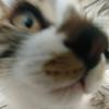 猫无语