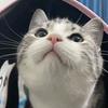 金豆是只猫