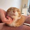 疯狂贪吃猫