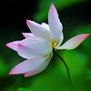 荷香芬芳