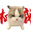 memomemo猫