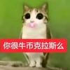 猫咪面团