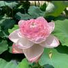 晓艳潮玩小铺