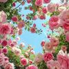 一路生花花花