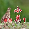 夏邑小吴精品斗鹌鹑(彭彭)