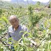 淄博博山池上营子村支书（靠谱老张）