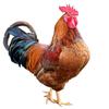 公鸡（求推荐）