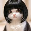 小豆猫猫
