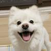 闪电小熊猫Blitzepanda