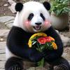 熊猫🐼玩游戏