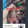 义乌东仔火爆玩具