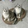 小猫啦啦啦