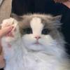 Felix