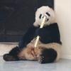 爱❤狗儿