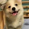大V柯基