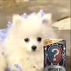 第五林栖（抽紫皮版）