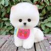 茶杯犬