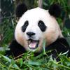 福宝短剧