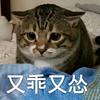 奥特猫