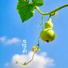 清风明月