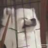 阿誉Ayv