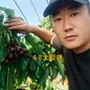 樱桃苗种植技术交流(裕盛农业文化传播