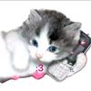 憨憨猫.