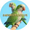 鹦鹉宝儿（批发/引种/养殖）