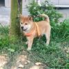 广西土猎繁殖培训