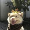 ^森屿^