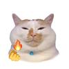 猫meme小角落