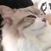 深枝子