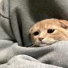 猫和老树
