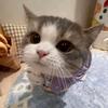 猫猫