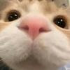 搞笑的墨镜小猫