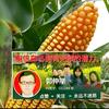 郭仲举