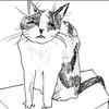 猫定律