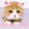 小花猫  韩国现代电子音乐