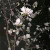 Dlu小七