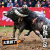 魁哥