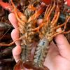 小龙虾🦞大闸蟹源头直供