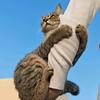 托猫天王